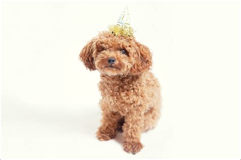 It's Time for Soirée's 2015 Cutest Dog Contest | Little Rock Family