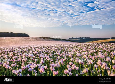 Rockley Wiltshire Hi Res Stock Photography And Images Alamy