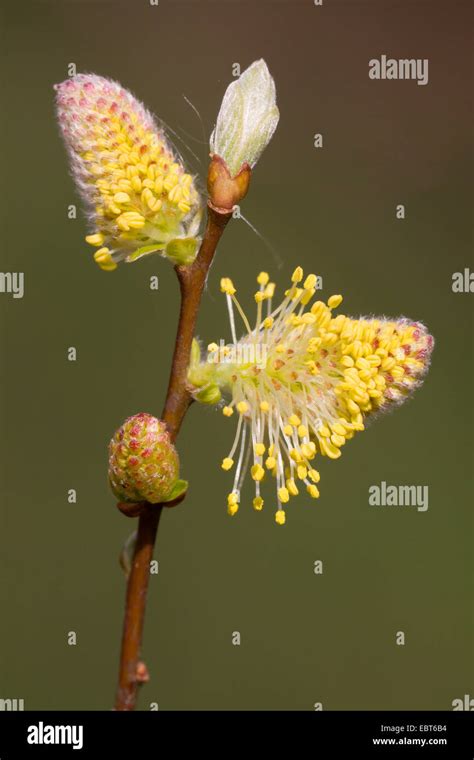Pussy Willow Goat Willow Great Sallow Salix Caprea Male Catkins Germany Schleswig