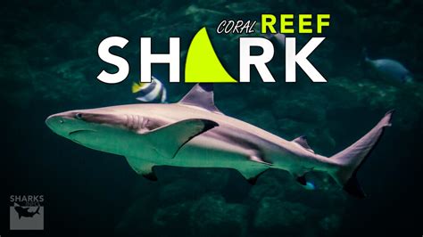 The Various Coral Reef Sharks of The Pacific Region – sharksinfo.com