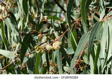 Im Genes De Eucalyptus Globulus Labill Im Genes Fotos Y Vectores