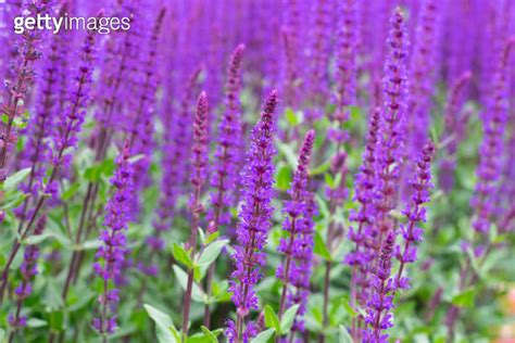 Group Of Violet Flowers Salvia Nemorosa Caradonna