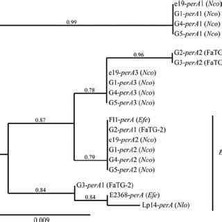 Phylogeny Derived From Maximum Likelihood Ml Analysis Of Introns