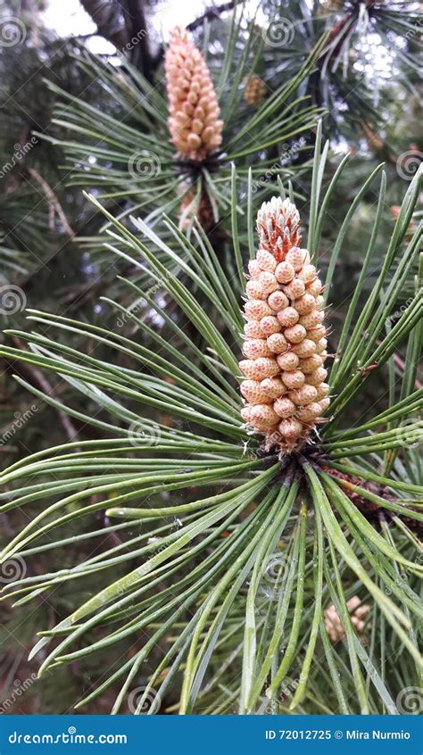 Pine Tree Flowers Stock Image Image Of Green Fruitlike 72012725