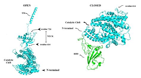 Vaccines Free Full Text S Protein Ace2 And Host Cell Proteases In