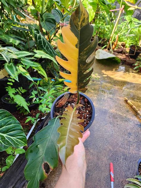 How To Grow Philodendron Caramel Marble In Easy Steps