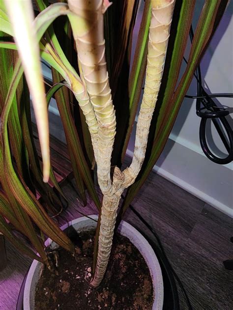 Dracaena Marginata Wilting Rplantclinic