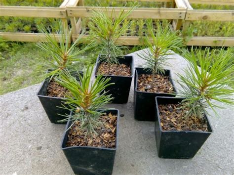 Как посадить кедр на садовом участке: из орешка, саженец