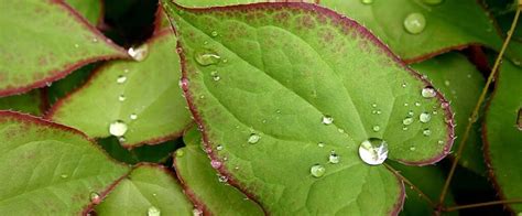 Horny Goat Weed Review Personal Experience Reborn Masculinity