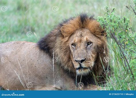 Male Lion With A Mane Rests In The Grass Taken In The Masai Mara