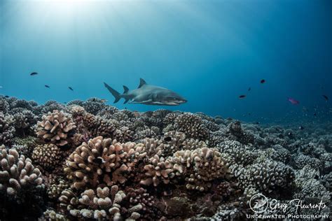 Moorea Blue Diving Dive Trip Reviews Photos Special Rates