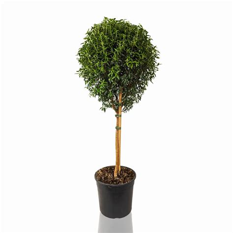 Мирт Обыкновенный штамбовый 19/80 – купить в Москве с доставкой – Plantis