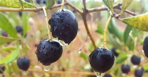 Black Olive Tree Indoor A Taste Of The Mediterranean