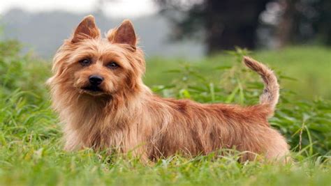 ¿cómo Es Un Terrier Australiano Características Y Carácter