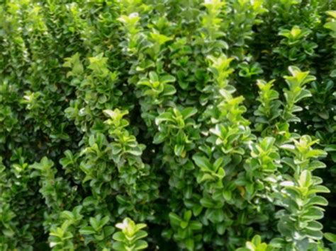 Euonymus Japonicus Microphyllus Wholesale Nursery Nurseries In