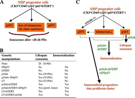 Critical And Distinct Roles Of P16 HTERT And P53 In NHP Cell