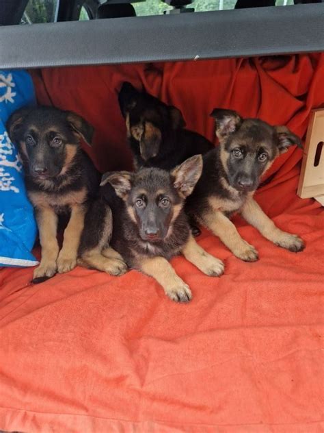 Chiots Berger Allemand Mois Uncompagnon Fr