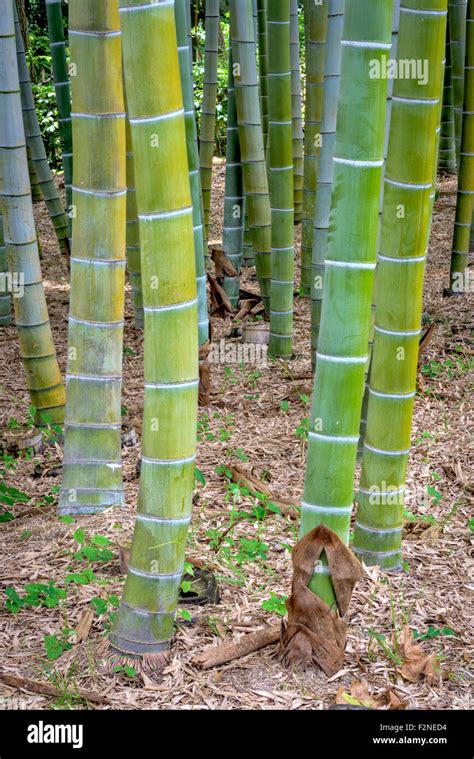 Natural Bamboo forest in Japan Stock Photo - Alamy