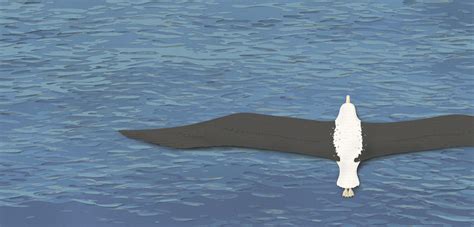 The Sadness of Solving a Mystery | Hakai Magazine