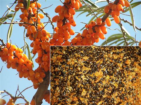 Чацарганы жүүс тосны үйлдвэрлэл