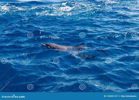 Dolphins Swimming In Red Sea Stock Image Image Of Habitat Jump