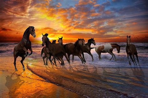 horses beach sea  photo  pixabay pixabay