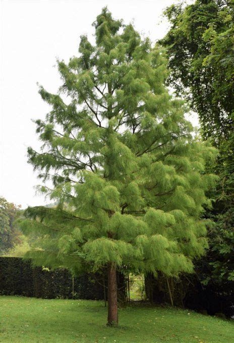 Cyprès chauve Taxodium distichum Jardibo