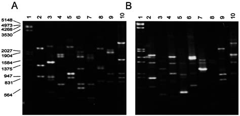 Rapd Patterns For Candida Species Obtained With Primers Ope 18 A And