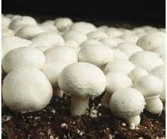 Button Mushroom Cultivation at best price in Chennai by German Oyster ...