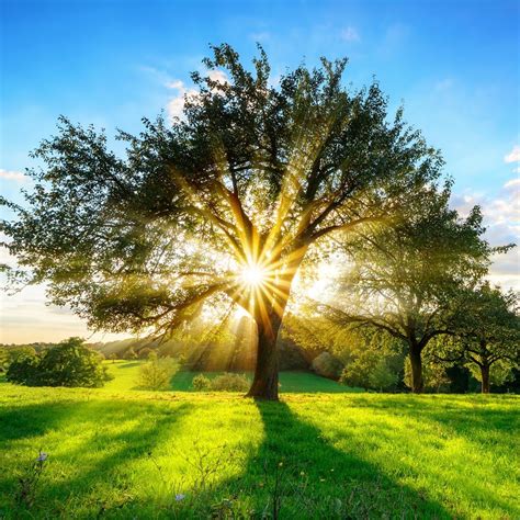 sunrise  rural germany