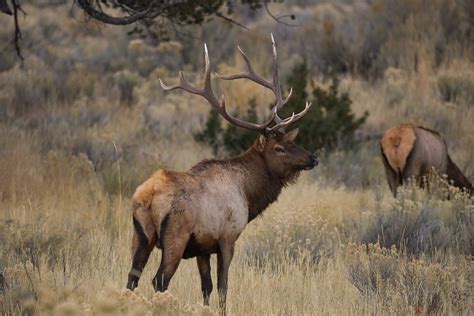 Wyoming Elk Hunters Set A Record While Idaho Saw Worst Harvest In Years