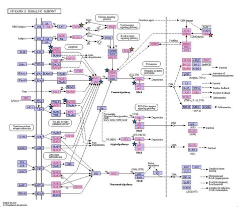Figure S5: NF-κB signalling pathway. Red boxes represent proteins ...