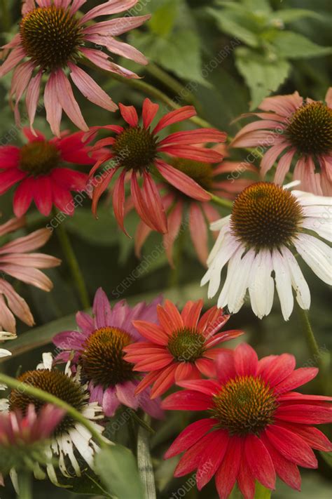 Coneflower Echinacea Sp Variety Stock Image C Science