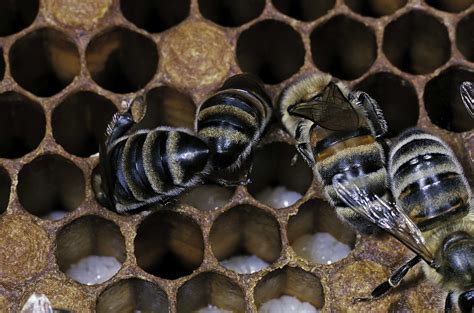 Apis Mellifera Honey Bee Nurses Feeding Larvae On A Brood Comb