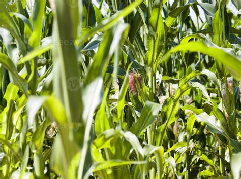 Natural Non Gmo Corn Field 9417408 Stock Photo At Vecteezy