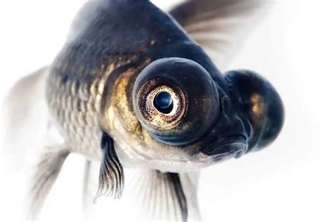 popular fish names great names  tropical  saltwater fish