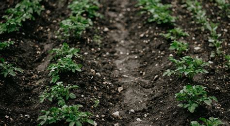 Nowy biopreparat wspierający nawożenie od Sumi Agro