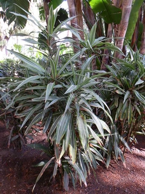 Asparagaceae Dracaena Fragrans Warneckii Parque De Mál Flickr