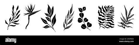 Set Of Black Silhouettes Of Tropical Leaves Vector Stock Vector Image