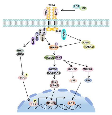 Toll Like Receptors The Eye Of Innate Immunity Cusabio