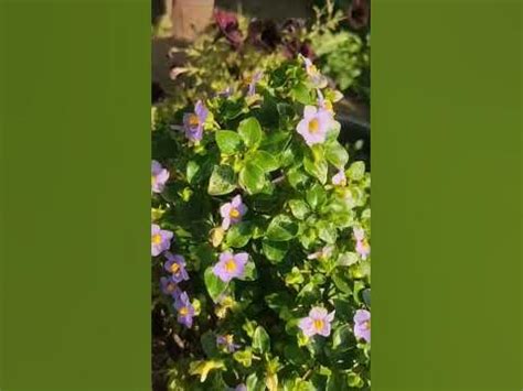 Экзакум синий "Ромео"! - YouTube