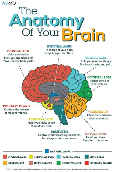 Pin on General Knowledge Group Board | Medical student study, Brain ...