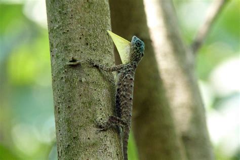 These Unique Lizard Species Are The Real Life ‘dragons Of Southeast