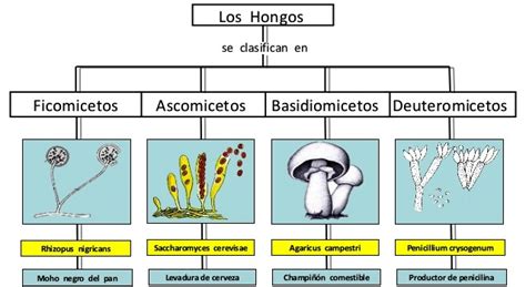 Clasificación Del Reino Fungi Reino Fungi