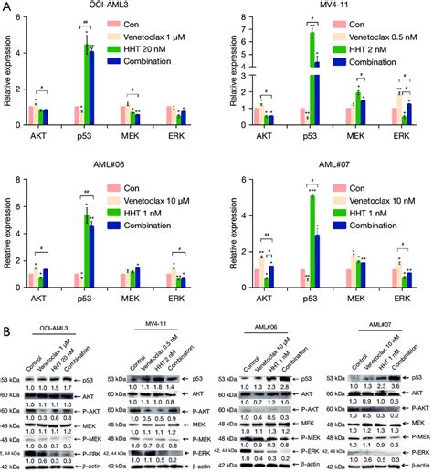 The Expression Of The Key Molecules In The Pi K Akt Mapk Erk And P