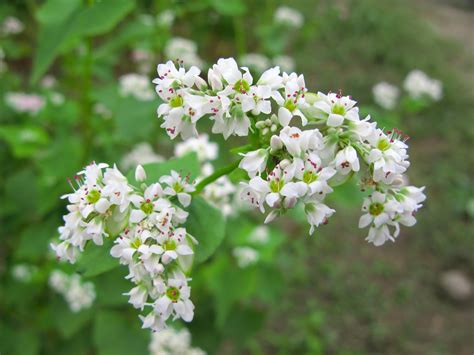 Photography Blog: Buckwheat Flower