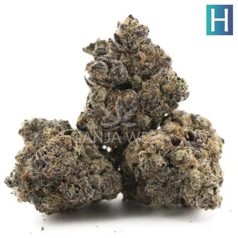 Jet Fuel Gelato Aaaa Hybrid Ganja West Online Dispensary Canada