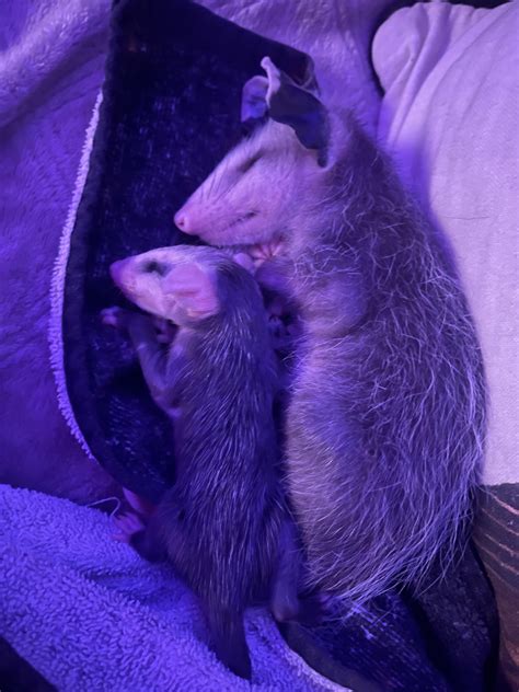 can opossums be pets 3