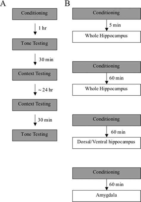 Figure 1 From Sex Differences In Contextual Fear Conditioning Are Associated With Differential