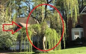 Xem phim Sex Education tôi bật khóc vì hiểu ra chính cách giáo dục của mẹ đã khiến tôi đau